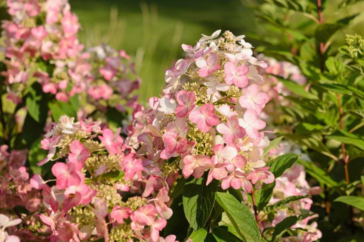 Wann und wie werden Hortensien geschnitten Die besten Tipps.jpeg