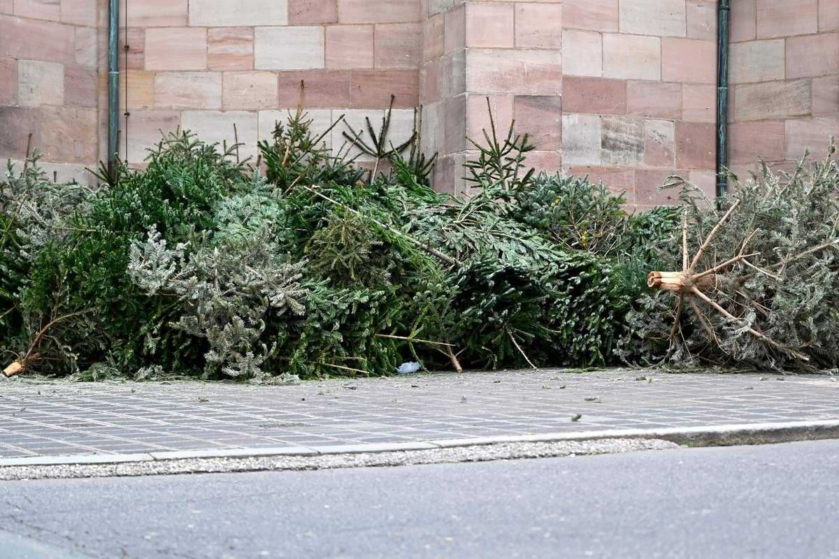 Weihnachtsbaum entsorgen was gilt.jpeg