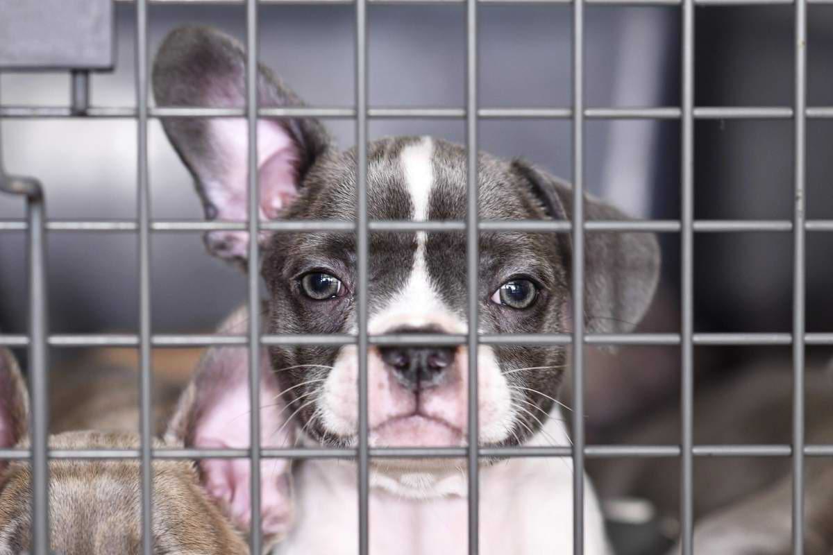 Welpe einer Französischen Bulldogge im Käfig hinter Gittern.jpeg