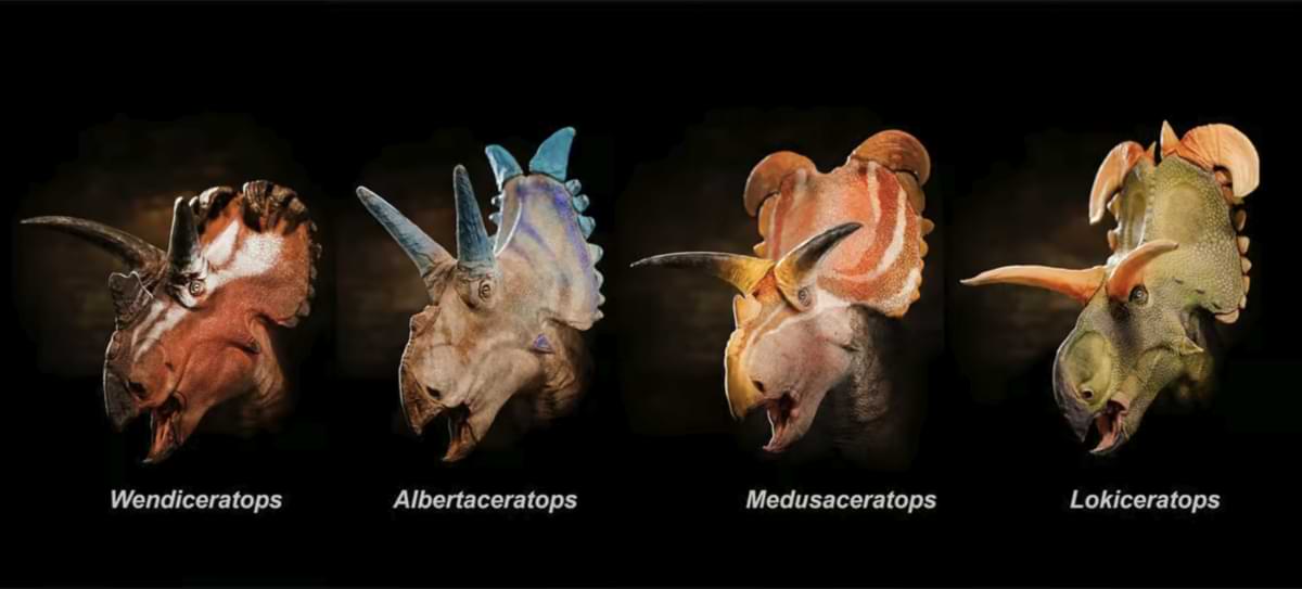 wendiceratops-albertaceratops-medusaceratops-lokiceratops.jpg