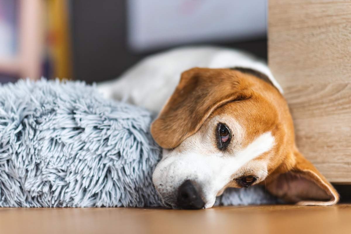 WerwolfSyndrom beunruhigt Hundebesitzerinnen undbesitzer.jpeg