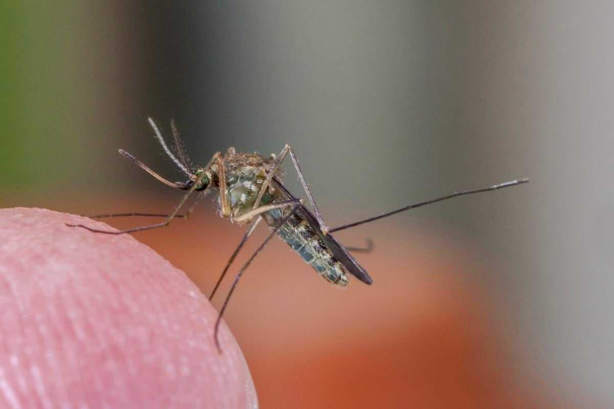 WestNilFieber in Italien Wie gefährlich ist das Virus.jpeg