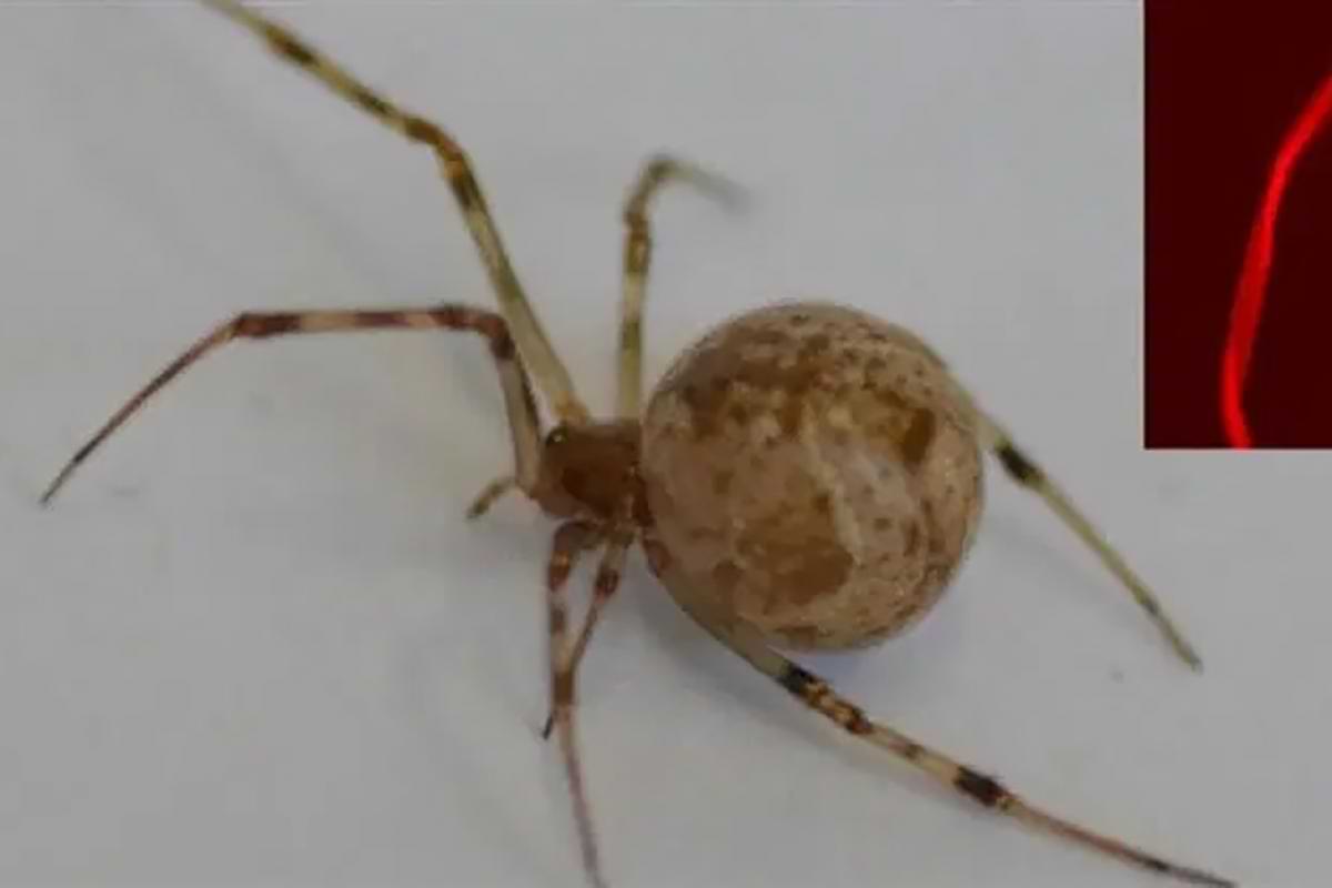 Worlds first geneedited spider produces red fluorescent silk.png