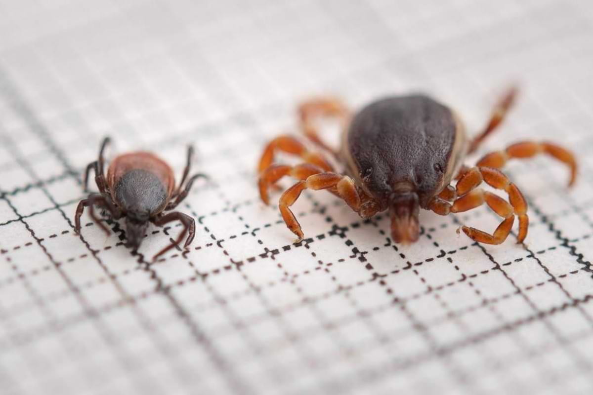 Zecken in Deutschland Neue Arten neue Erreger neue Risiken.jpeg