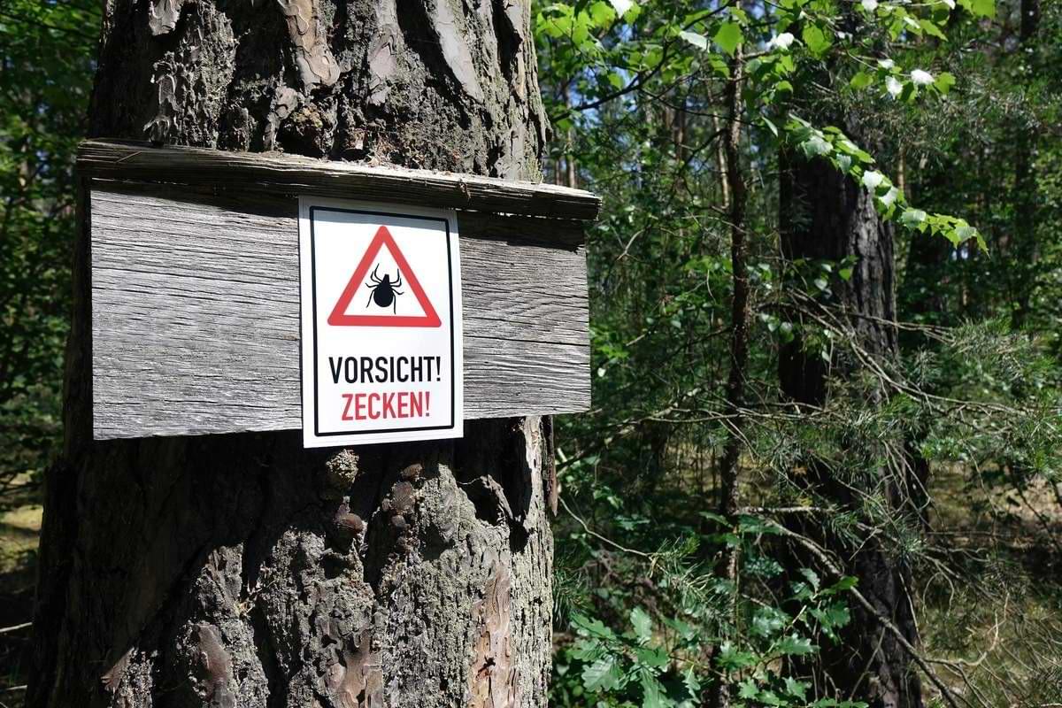 ZeckenWarnschild in einem Wald Symbolbild.jpeg
