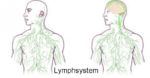 lymphsystem-mensch-neues-gefaess.png