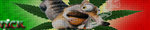 iceage19pi.jpg