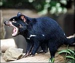 Tasmanian%20Devil.jpg