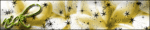 flower8ci.gif