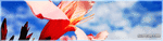 banner3bs0.gif
