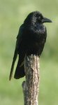corvuscorone.jpg