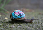 sli-snail_graffiti_1_ar.jpg