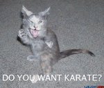 karatecat.jpg