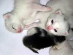 katze003_1400x1050.jpg