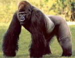 Silverback_gorilla.jpg