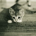 sweet_cat_pics.jpg