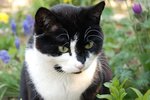 katze.jpg
