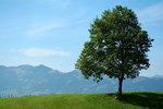 reise_allgaeu_sonthofen_einzelner_baum.jpg