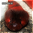 ssnake6zg.gif
