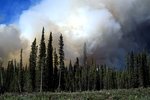 waldbrand_7858.jpg