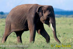 asiatische-elefant--elephas-maximus-1.jpg