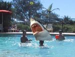 Schwimmbad%20mit%20Hai%20klein%20.jpg
