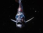 hatchetfish-webklein.jpg