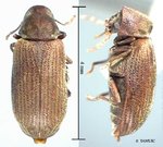 anobium_punctatum_dorsal_m_final.jpg