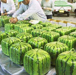 square-watermellons.png