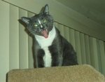 300px-Katze_auf_Entzug.jpg