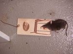 tote-maus3.jpg