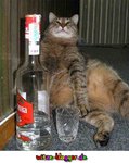 katzebeimtrinken.jpg