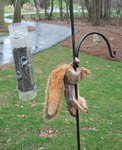 450006d1368392338-squirrel-trapped-nuts-squirellballs.jpg