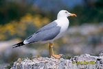 vogel--larus-cachinnans.jpg