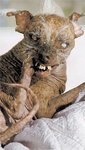 dog11ae.jpg