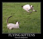 flying-cats.jpg