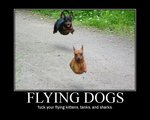 flying-dogs.jpg