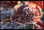 Rose_Hip_by_TheCaspar.jpg