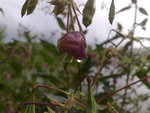 08082008205.jpg