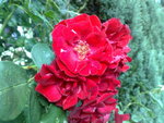 08082008207.jpg