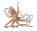 octopus-info1.gif