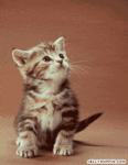 019.gif
