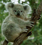 Koala450j.jpg