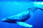 Humpback_Whale_underwater.jpg