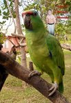parrot2ci8.jpg