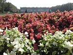 Castleflower_by_Chimperator.jpg