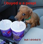 lol-dog.jpg