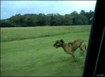 megalulz3vr1qo8.gif