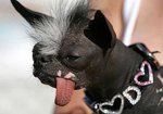 reallyuglydog.jpg