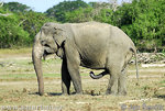 asiatische-elefant--elephas-maximus-12.jpg